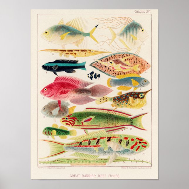 Poster Vintage Excelente Barrier Reef of Australia Fishes (Frente)