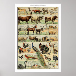 Poster Vintage Farm Animal Vintage Educação Científica