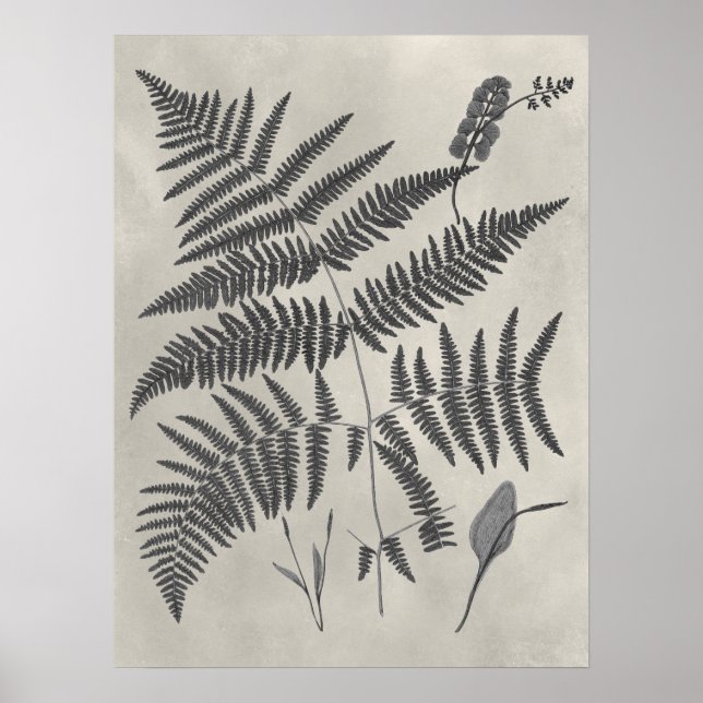 Poster Vintage Ferns (Frente)