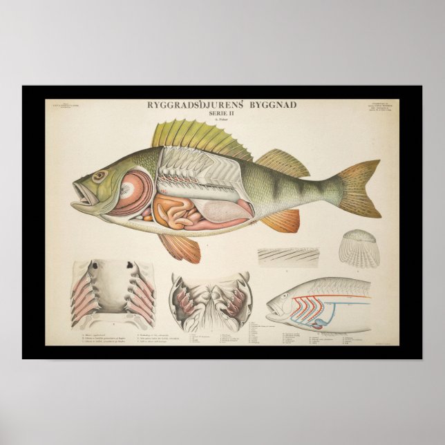Poster Vintage Fish Anatomy Print (Frente)