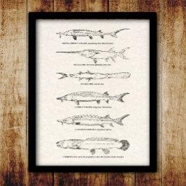 Poster Vintage Fish Chart - Sturgeon e Paddlefish