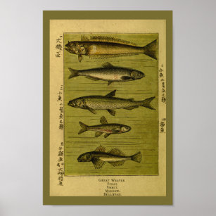 Pôster Vintage Fish Smelt Minnow Natural History Impressã