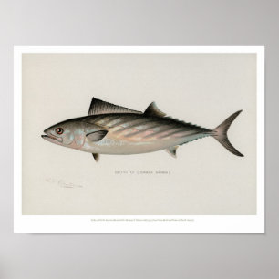 Pôster Vintage Fishes - Bonito