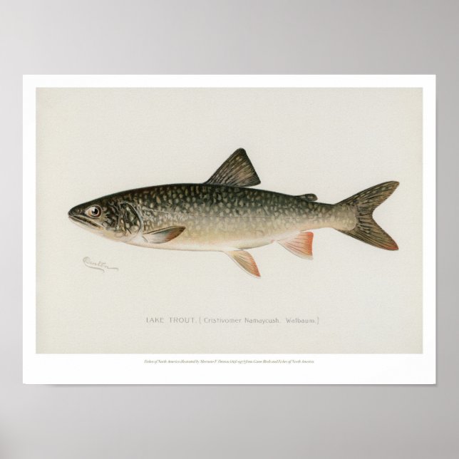 Pôster Vintage Fishes - Lake Trout (Frente)