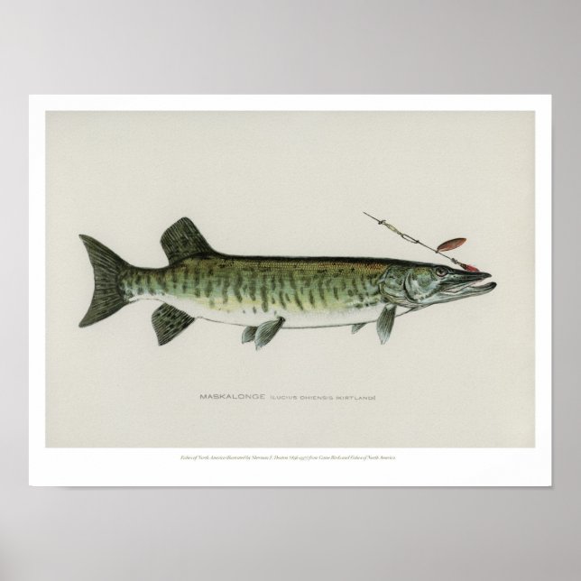 Poster Vintage Fishes - Maskalonge (Frente)
