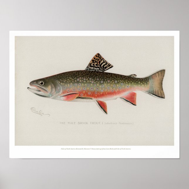 Poster Vintage Fishes - Truta Brook (Frente)