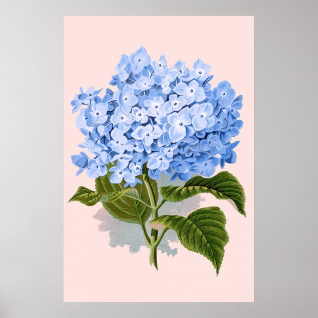 Poster Vintage Floral Blue Hydrangea (Frente)