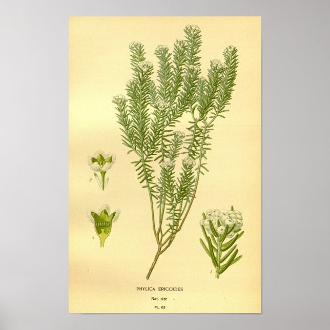 Poster Vintage Floral Botânica Phylica Eroides Illustrat (Frente)