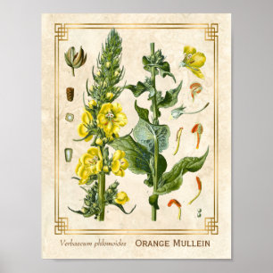 Poster Vintage Floral Herb Laranja Mullein Arte Botânica