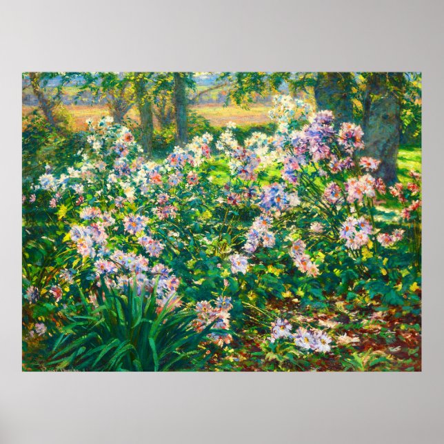 Poster Vintage Flores bonito Ilustração Windflower (Frente)