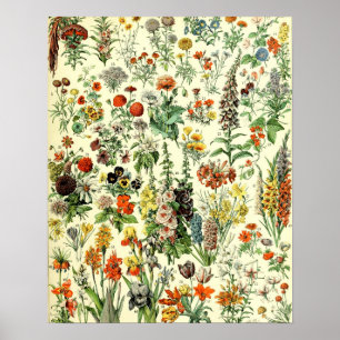 Poster Vintage Flowers Antiga Ilustração