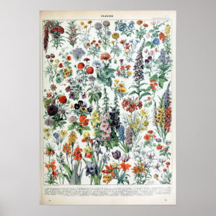 Poster Vintage French Adolphe Millot Flowers