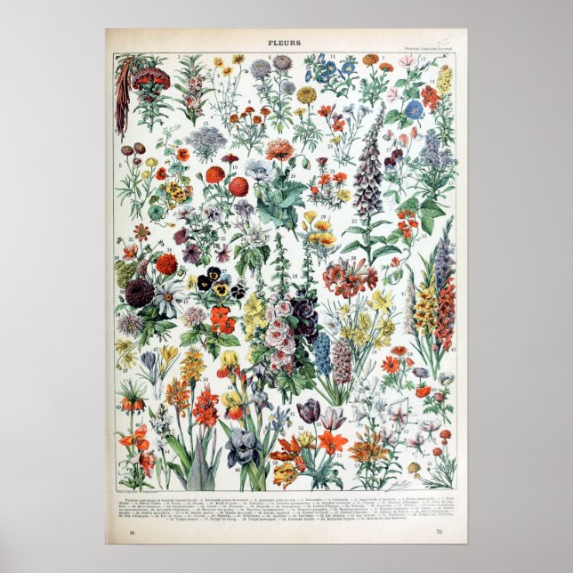 Poster Vintage French Adolphe Millot Flowers (Frente)