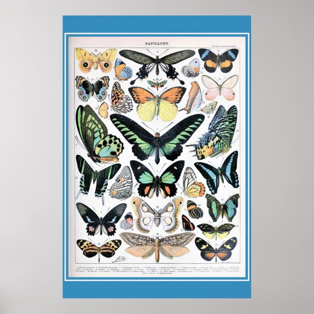 Poster Vintage French Butterflies Cottagecore (Frente)