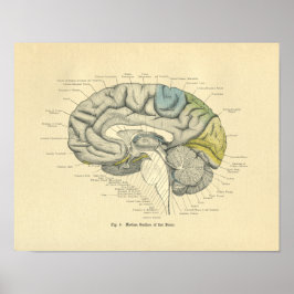 Poster Vintage Frohse Anatomia Cérebro Superfície Mediana