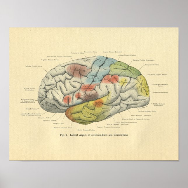 Poster Vintage Frohse Anatomical Brain Sensory Areas (Frente)