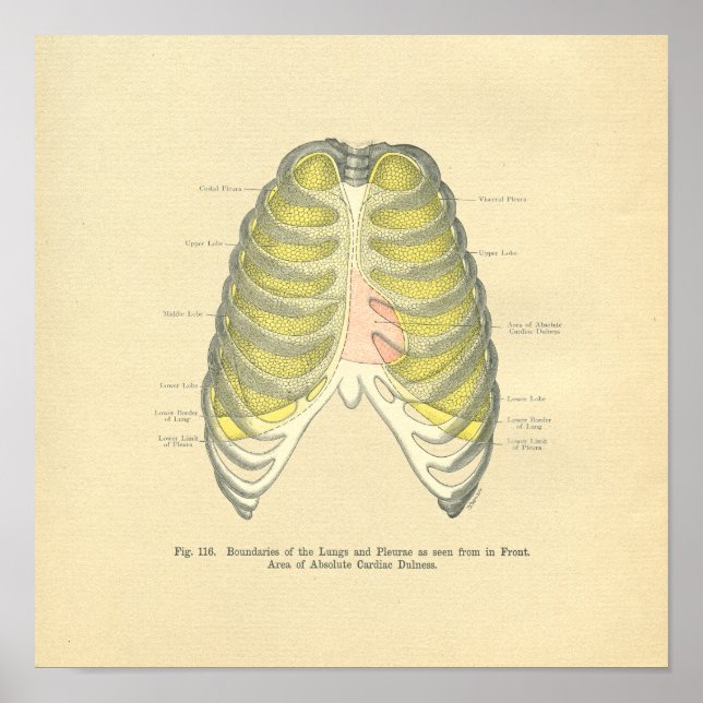 Poster Vintage Frohse Anatomical Image Pulcage (Frente)