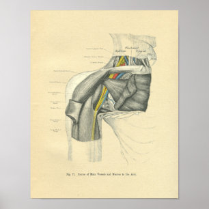 Poster Vintage Frohse Anatomior Ombro