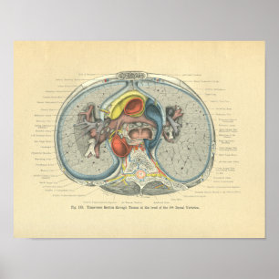 Pôster Vintage Frohse Anatomy Cross Section