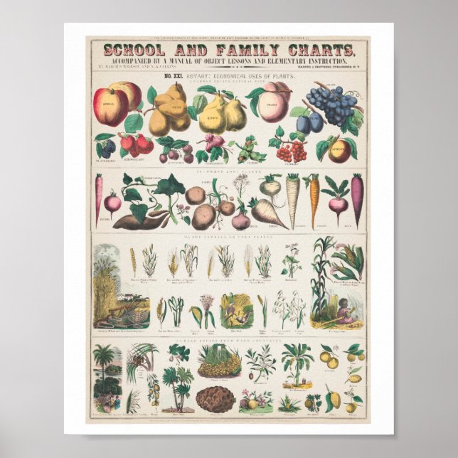 Poster Vintage Fruta (Frente)