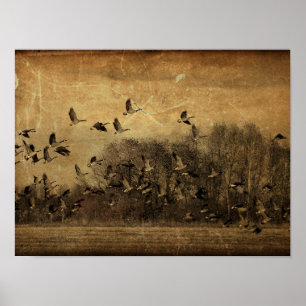 Poster Vintage Geese Antiguidade Sepia Textura de fauna s