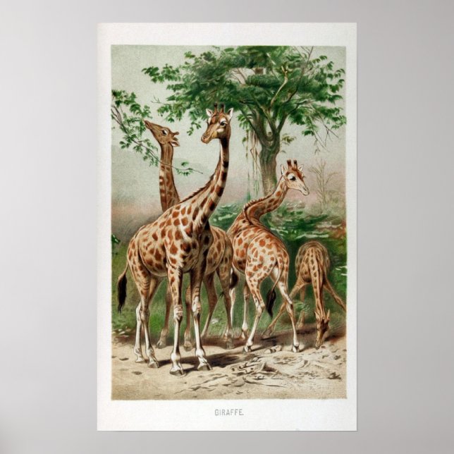 Poster Vintage Giraffe Illustration Impressão/Poster (Frente)