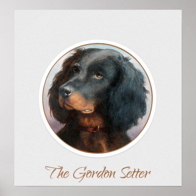Poster Vintage Gordon Setter (Frente)