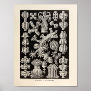 Pôster Vintage Gorgonida Color Ernst Haeckel Art Impressã