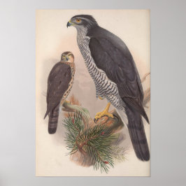 Poster Vintage Goshawk Bird