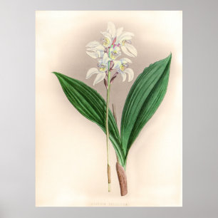Poster Vintage Govenia Deliciosa Orchid Flower