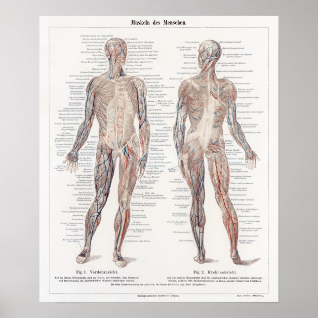 Poster Vintage - Gráfico Alemão de Anatomia Humana (Frente)