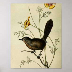 Pôster Vintage Ground Wren