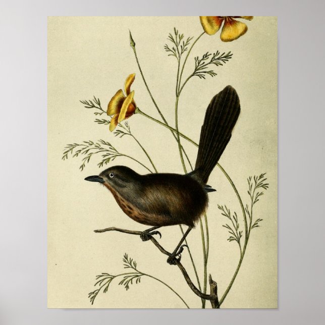 Pôster Vintage Ground Wren (Frente)