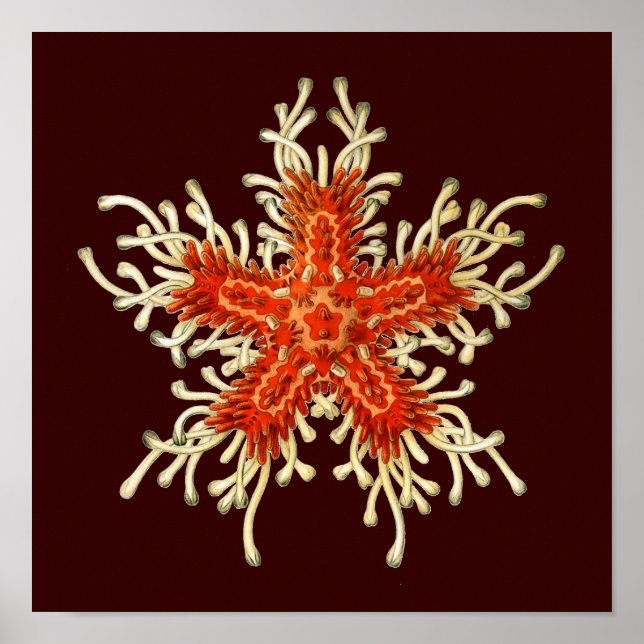 Poster Vintage Haeckel Personalizável (Frente)