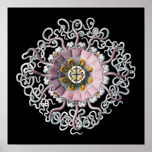 Pôster Vintage Haeckel Personalizável (Frente)