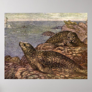 Poster Vintage Harbor Seals, Marine Life Ocean Animal