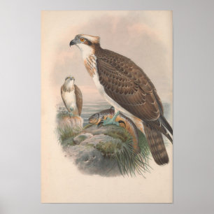Poster Vintage Hawk Fish Bird