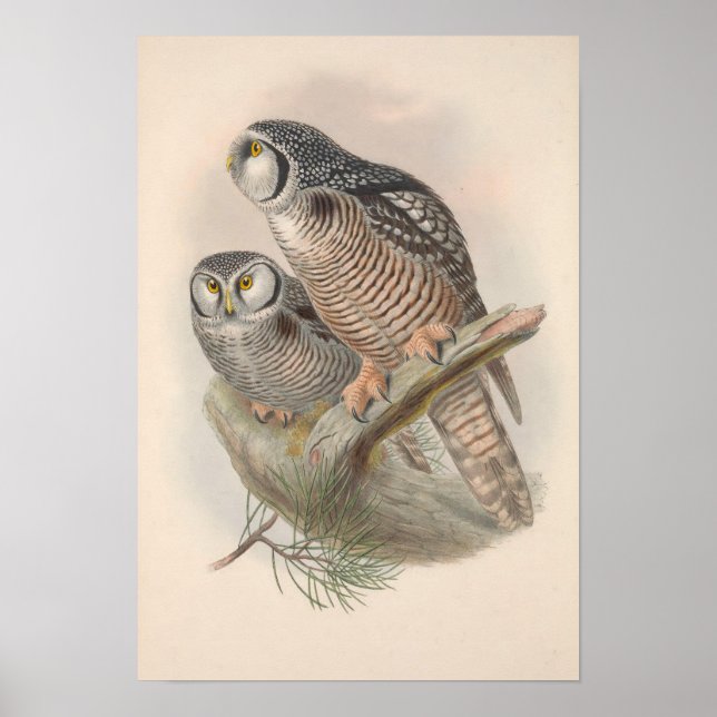 Poster Vintage Hawk Owl Bird (Frente)