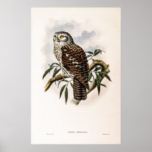 Poster Vintage Hawk-Owl por John Gould