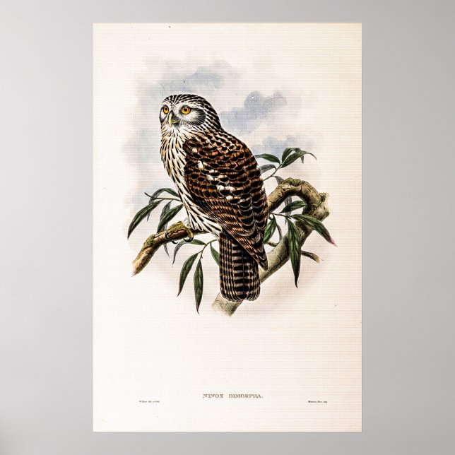 Poster Vintage Hawk-Owl por John Gould (Frente)