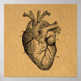 Poster Vintage Heart Diagram Illustration Vintage Art