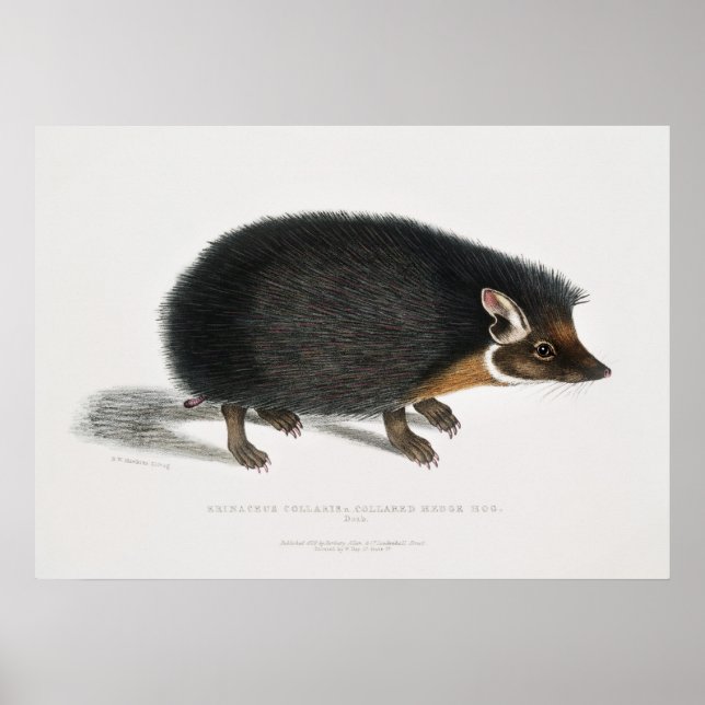 Poster Vintage Hedgehog (Frente)