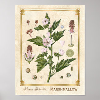 Poster Vintage Herbal Plant Marshmallow Botânica Art