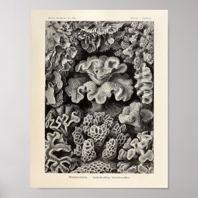 Poster Vintage Hexacoralla Coral Ernst Haeckel Art Impres (Frente)