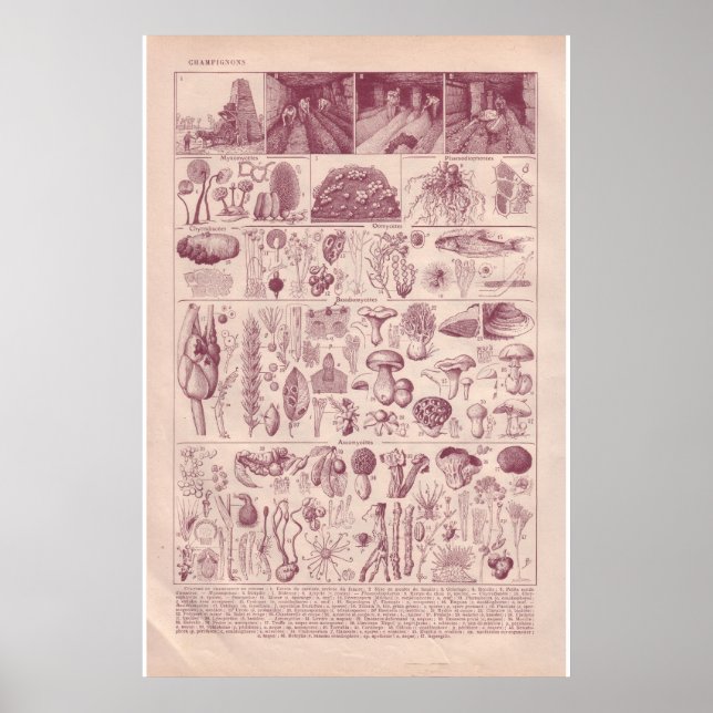 Poster VIntage histórico 1920 Cogumelos (Frente)