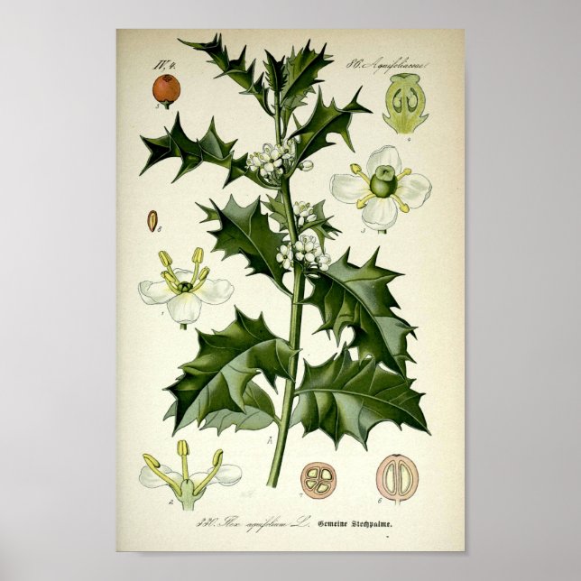 Poster Vintage Holly Botanical Art (Frente)
