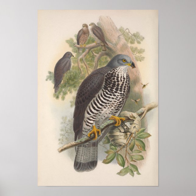 Poster Vintage Honey Buzzard Bird (Frente)
