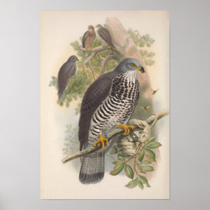 Poster Vintage Honey Buzzard Bird GC