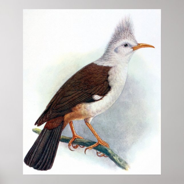 Poster Vintage Hoopoe Starling Bird (Frente)