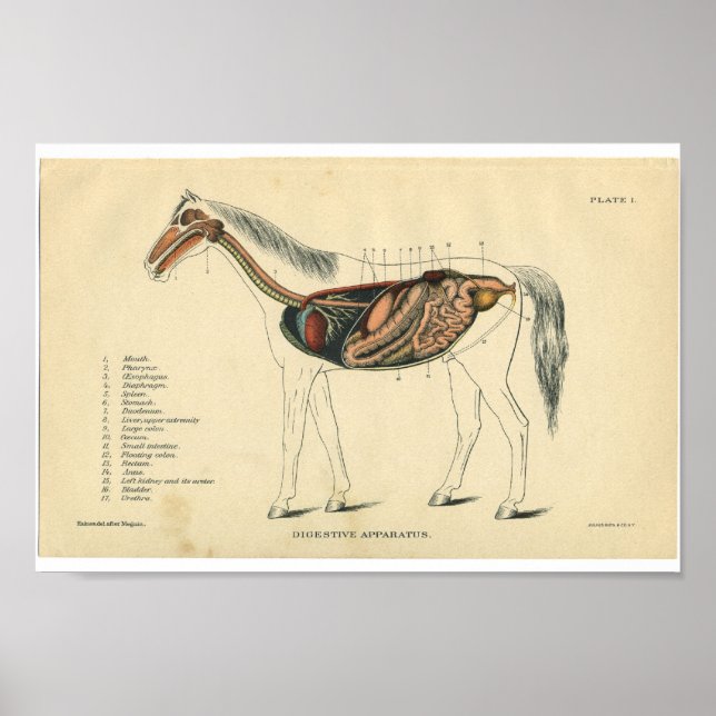 Poster Vintage Horse Anatomy Print Digestive System (Frente)